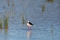 Black-winged stilt bird perched in a lake Royalty Free Stock Photo