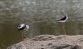 Black-winged stilt bird Royalty Free Stock Photo