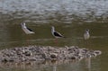 Black-winged stilt bird Royalty Free Stock Photo