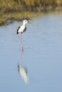 Black-winged stilt bird in Pottuvil, Sri Lanka Royalty Free Stock Photo