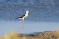 Black-winged stilt bird in Pottuvil, Sri Lanka Royalty Free Stock Photo