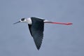 Black winged stilt bird Royalty Free Stock Photo