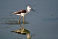Black-winged Stilt bird walk alone to find the food Royalty Free Stock Photo