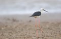 black winged stilt bird alone Royalty Free Stock Photo