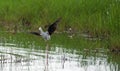 Black-winged stilt bird