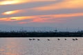 Black-winged Stilt Birds on Salt field at sunset Royalty Free Stock Photo