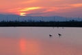 Black-winged Stilt Birds on Salt field at sunset Royalty Free Stock Photo