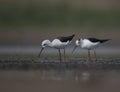 Black winged stilt