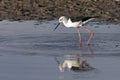 Black-winged Stilt - Botswana Royalty Free Stock Photo