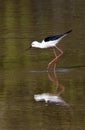 Black-winged Stilt - Botswana