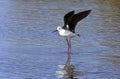 Black-winged Stilt - Botswana Royalty Free Stock Photo