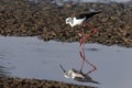 Black-winged Stilt - Chobe River - Botswana Royalty Free Stock Photo