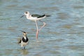 A black-winged stilt and a colorful northern lapwing stand in the water. Royalty Free Stock Photo