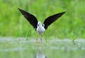 Black-winged Stilt, Common Stilt, or Pied Stilt (Himantopus himantopus)