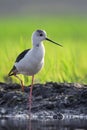 Black Winged Stilt