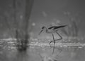 The Black-winged Stilt feeding at sunrise Royalty Free Stock Photo