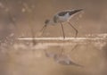 The Black-winged Stilt feeding at sunrise Royalty Free Stock Photo