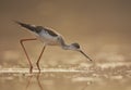 The Black-winged Stilt feeding at sunrise Royalty Free Stock Photo