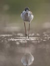 The Black-winged Stilt feeding at sunrise Royalty Free Stock Photo