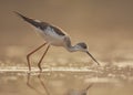 The Black-winged Stilt feeding at sunrise Royalty Free Stock Photo