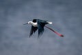 Black-winged stilt flies across river trailing legs