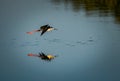 Black winged stilt flies over Amberjack pond with reflections