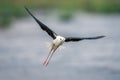 Black-winged stilt flies over river dangling legs