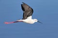 Black Winged Stilt in flight Royalty Free Stock Photo