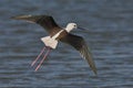 Black-winged stilt in flight above a tranquil body of water. Royalty Free Stock Photo