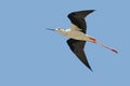 Black winged stilt in flight Royalty Free Stock Photo