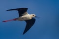 Black-winged Stilt in flight. Royalty Free Stock Photo