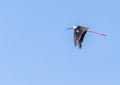 A Black winged Stilt in flight Royalty Free Stock Photo