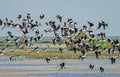 Black-winged Stilt Royalty Free Stock Photo