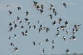 Black-winged Stilt Royalty Free Stock Photo