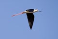 Black-Winged Stilt Flying Royalty Free Stock Photo