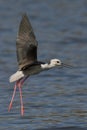 Black-winged stilt flying above a tranquil body of water. Royalty Free Stock Photo