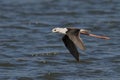 Black-winged stilt flying above a tranquil body of water. Royalty Free Stock Photo