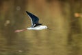 Black winged stilt flying Royalty Free Stock Photo