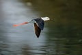 Black winged stilt flying in Mana Pools Royalty Free Stock Photo