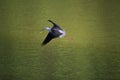 Black-winged stilt flying over a lake. Royalty Free Stock Photo