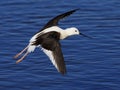 Black Winged Stilt 02 Royalty Free Stock Photo