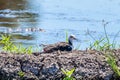 Black-winged stilt hatching eggs in the nest Royalty Free Stock Photo