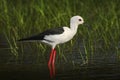 Black-winged Stilt, Himanthopus himantophus, black and white bird with long red leg, in the nature habitat, water pond, India