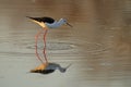 Black-winged Stilt, Himanthopus himantophus, black and white bird with long red legs, in the nature habitat, water pond, India.