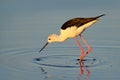 Black-winged Stilt, Himanthopus himantophus, black and white bird with long red legs, in the nature habitat, water pond, India.