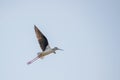 Black winged stilt captured while in flight Royalty Free Stock Photo