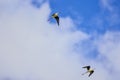 Black winged stilt (Himantopus himantopus) Royalty Free Stock Photo