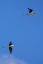 Black winged stilt (Himantopus himantopus) Royalty Free Stock Photo