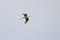 Black winged stilt (Himantopus himantopus) Royalty Free Stock Photo