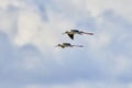 Black winged stilt (Himantopus himantopus) Royalty Free Stock Photo
